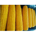 Frozen Sweet Corn on The COB